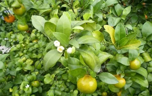 正確認(rèn)識(shí)柑橘黃龍病，以防為主
