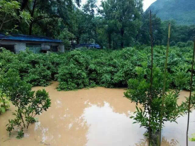 水災(zāi)后柑橘樹(shù)如何護(hù)理？